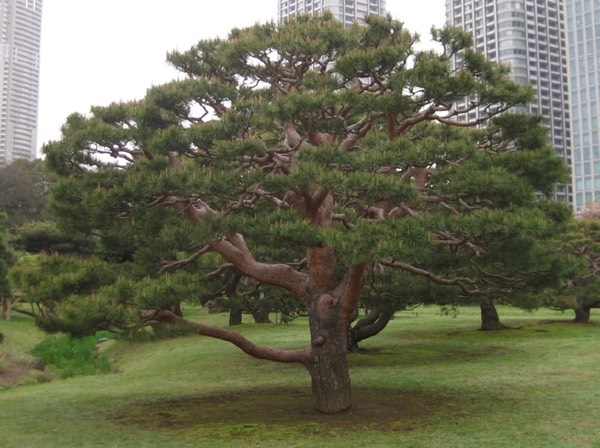 Cloud-pruned pine close