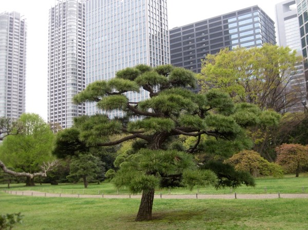 Cloud-pruned pine