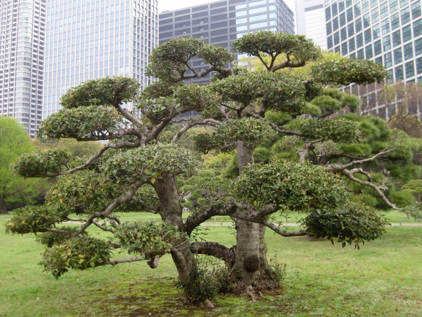 Cloud-pruning