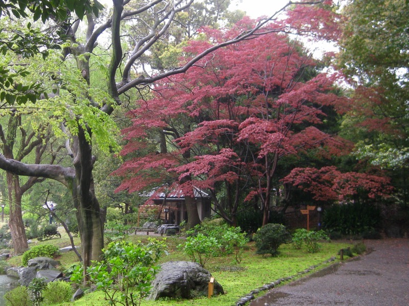 Fabulous Maple