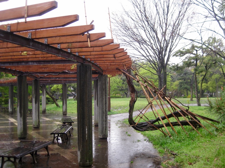 Wisteria frame