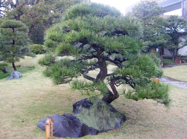 Important stone and nicely pruned tree