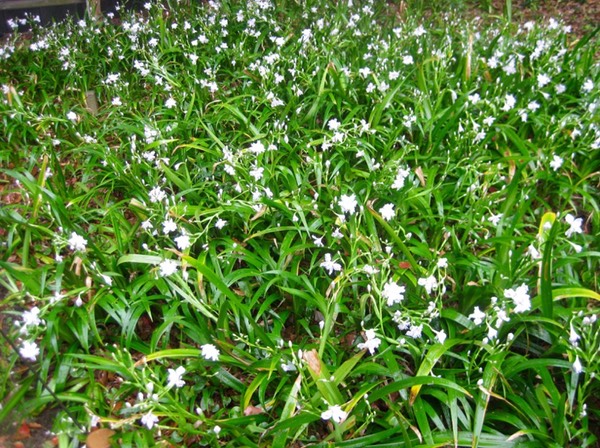Iris japonica groundcover