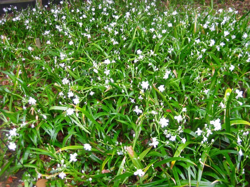 Iris japonica groundcover