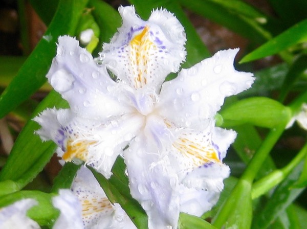 Iris japonica