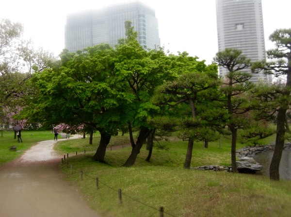 More cherry blossom watchers?