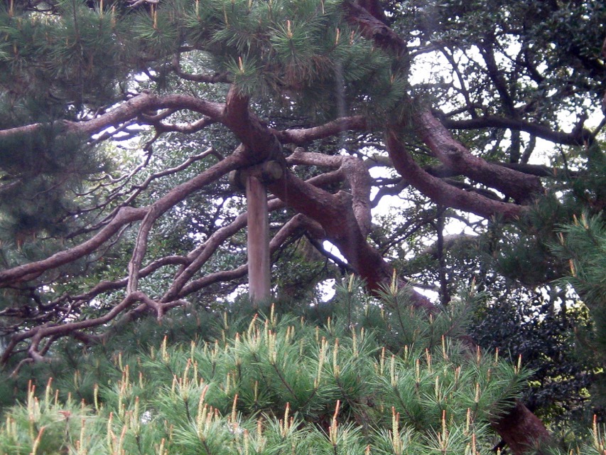 More poles holding up branches