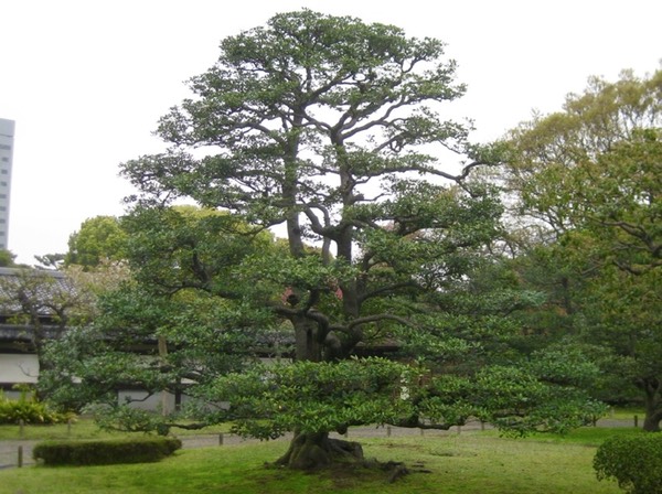 Nicely pruned tree