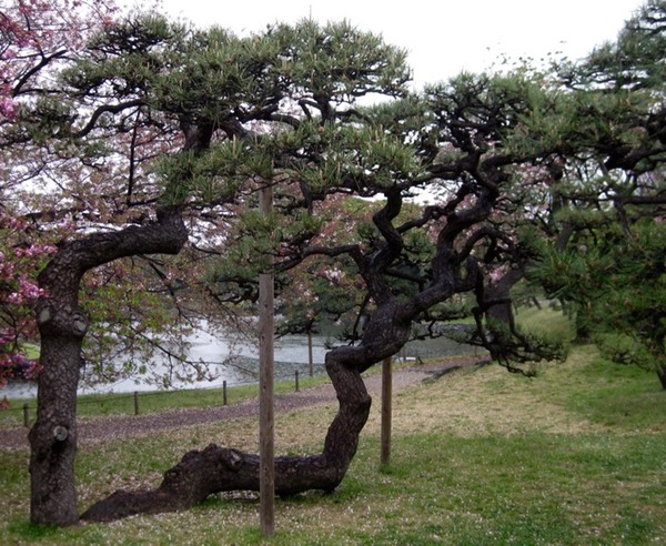 Oddly shaped trees