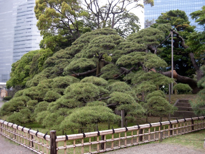 Side view of 300-Year Pine