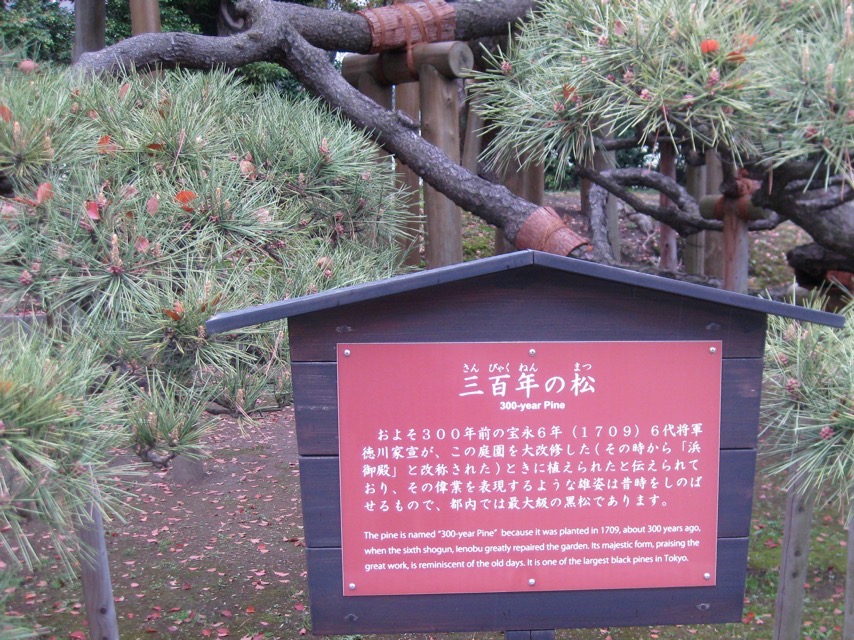 Sign for 300-Year Pine