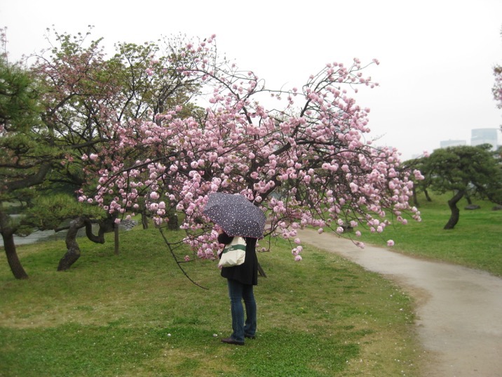 Staring at blossoms