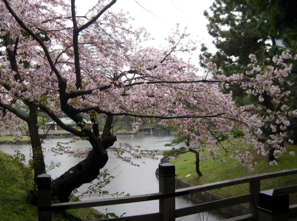 Through the cherry blossoms