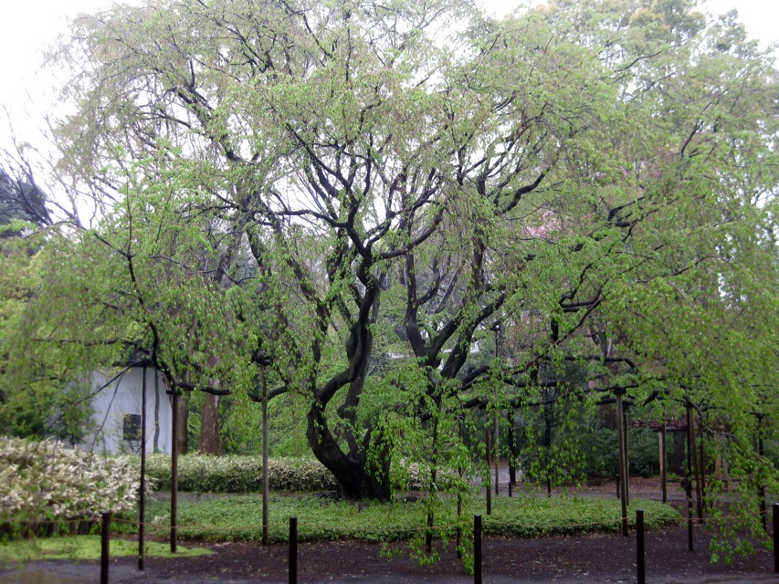 Weeping cherry