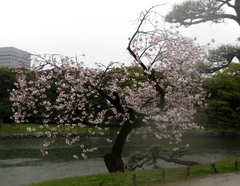 Weird cherry