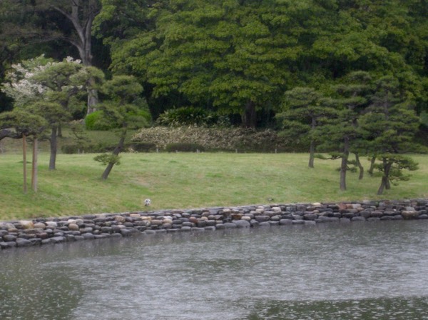 Wildlife in the rain