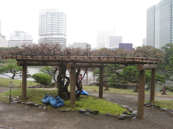 Wisteria frame