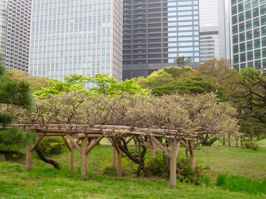 Wisteria frames