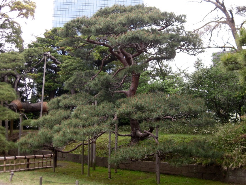 Younger red pine