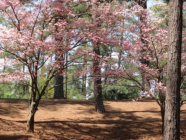 Hole 2 - Pink Dogwood