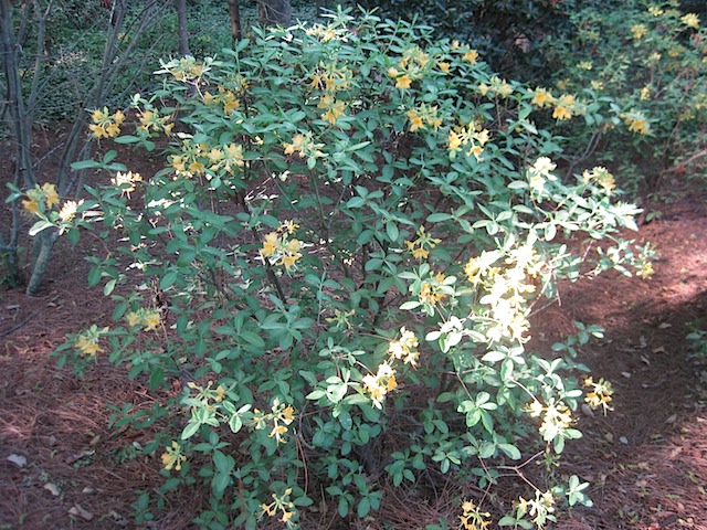 Native Azalea