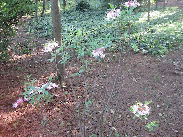 Native Azalea