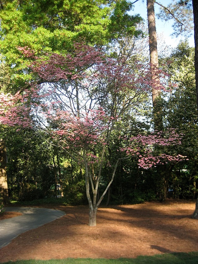 Hole 2 - Pink Dogwood
