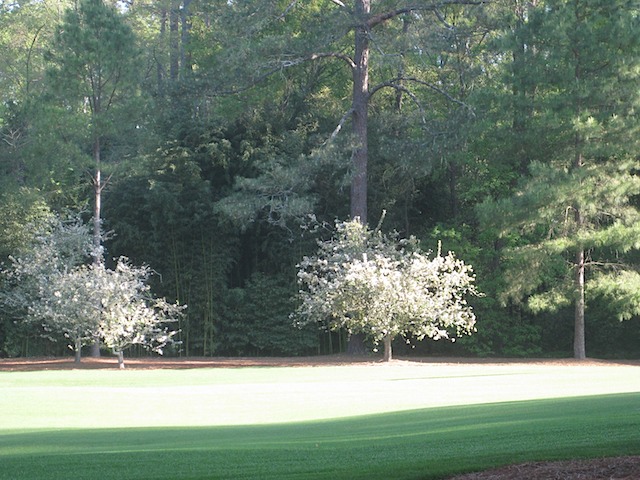 Hole 4 - Flowering Crab Apple