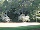 Hole 4 - Flowering Crab Apple