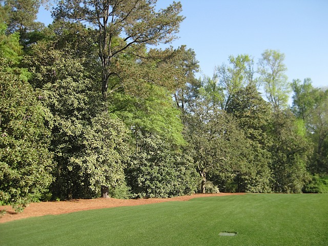 Hole 5 - Magnolia