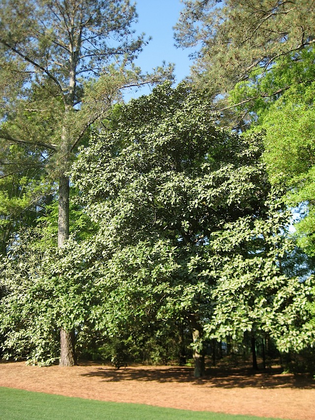 Hole 5 - Magnolia
