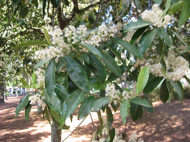 Carolina Cherry Branch