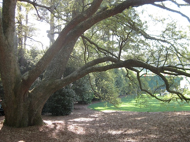 A row of Tea Olives through the branches