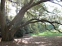 Hole 1 - A row of Tea Olives through the branches