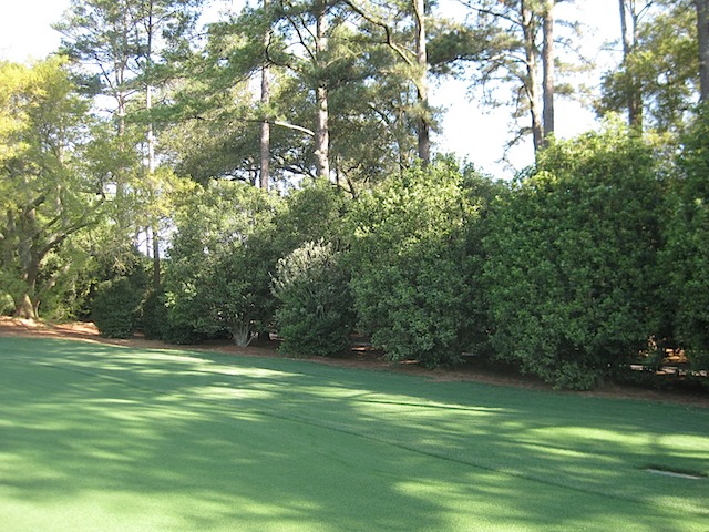 Hole 1 - Tea Olive