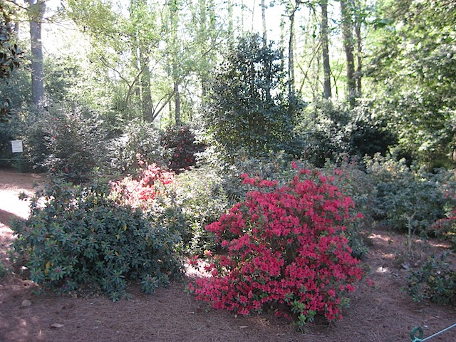 Azalea in the foreground - but not on 13