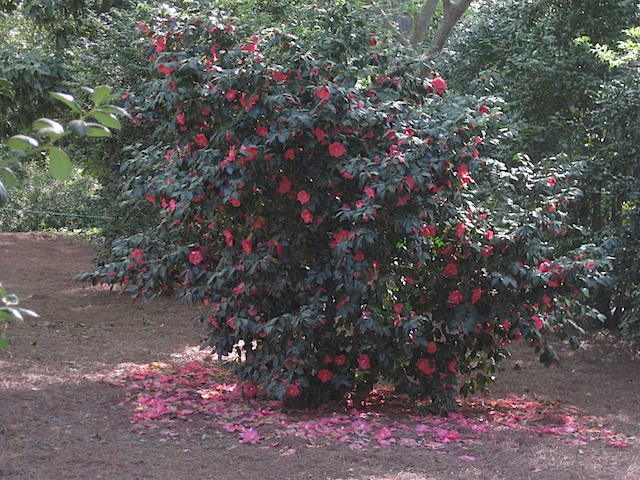 Hole 10 - Camellia