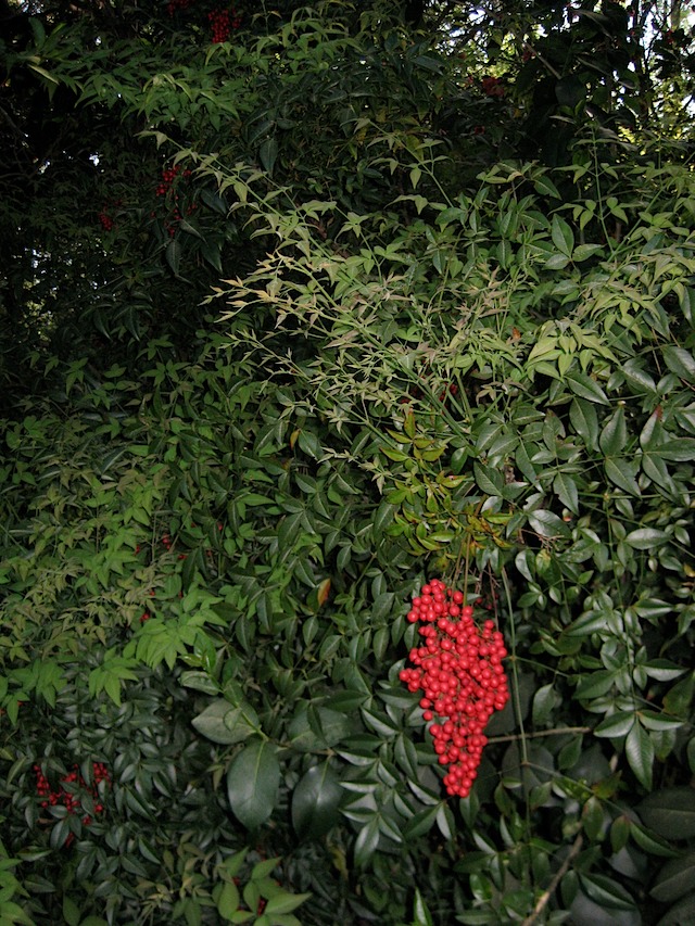 Nandina - but not on 17