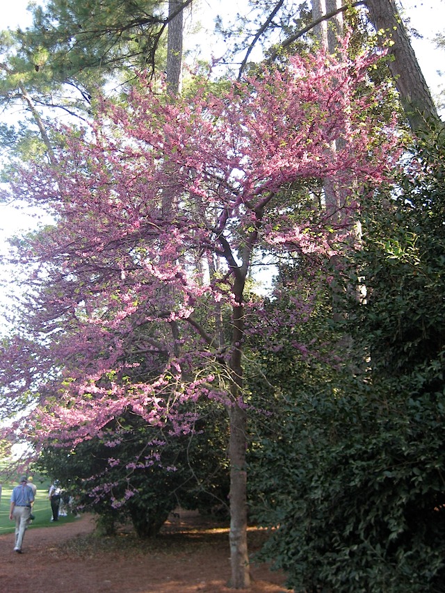 Redbud - but not on 16