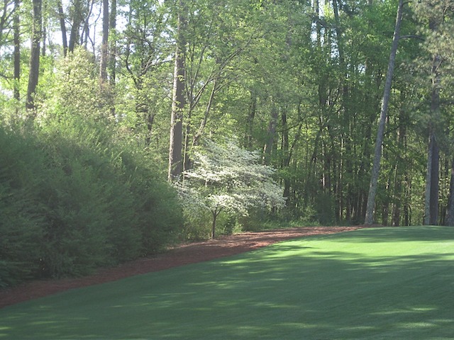 Hole 11 - White Dogwood