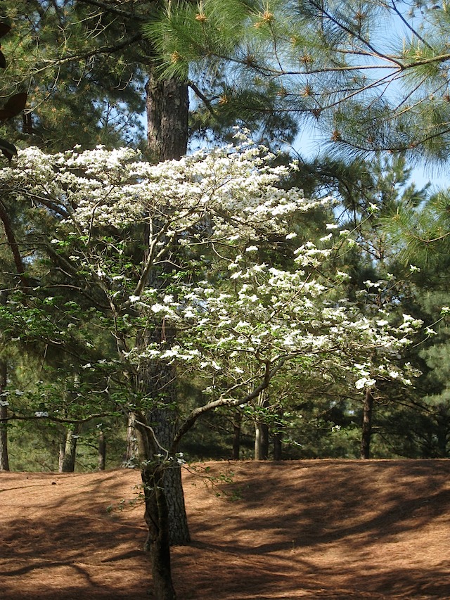 Hole 11 - White Dogwood