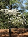 Hole 11 - White Dogwood