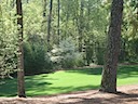 Hole 11 - White Dogwood