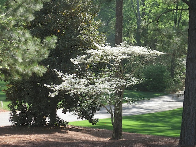 Hole 11 - White Dogwood