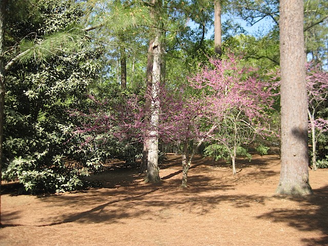 Redbud - but not on 16