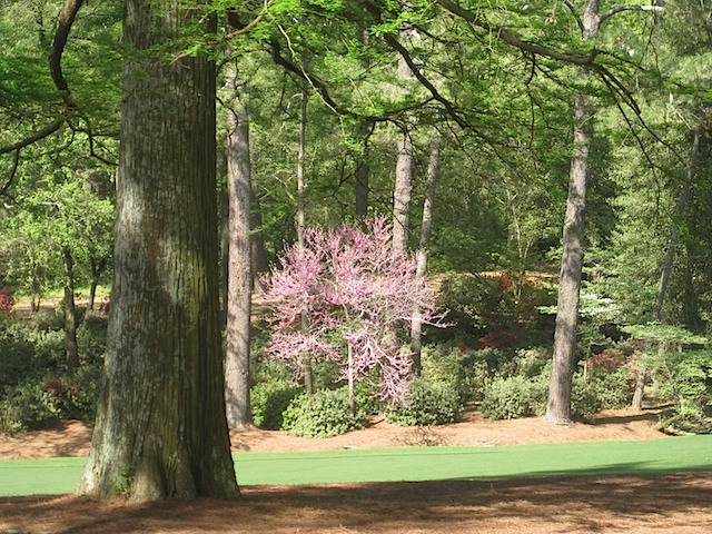Redbud - but not on 16