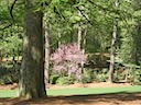 Hole 16 - Redbud - but not from 16