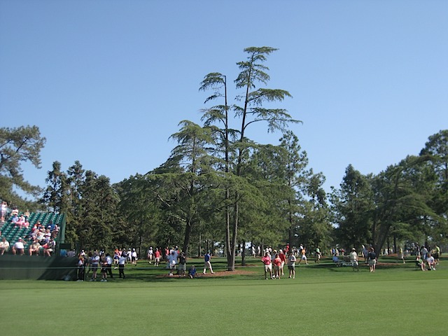 Hole 14 - Chinese Fir?