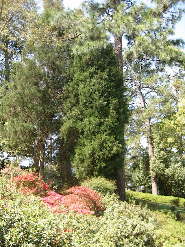 Hole 6 - Juniper