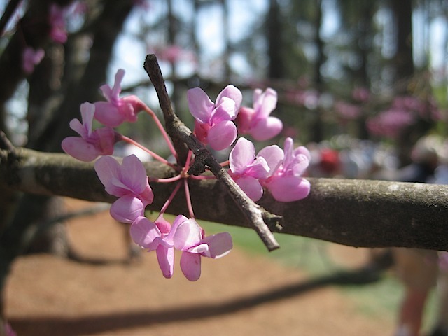 Redbud flower
